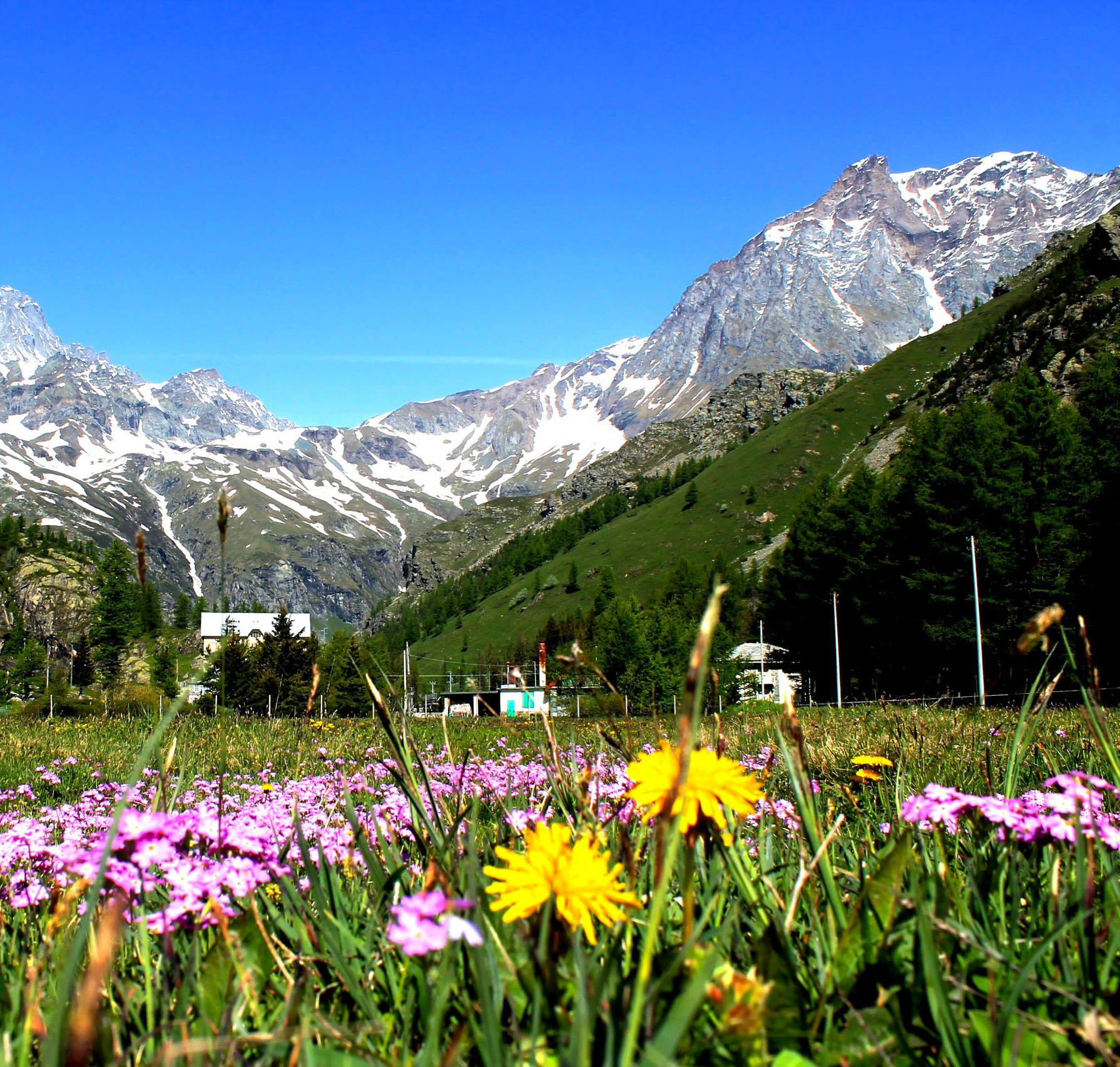 Fioritura primaverile al Pian della Mussa